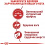 Royal Canin Fit сухий корм для домашніх і вуличних котів 10 кг